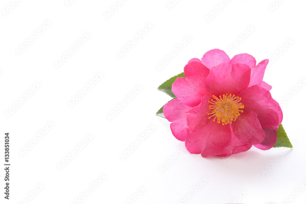 サザンカの花 白バック
サザンカの花 白バック