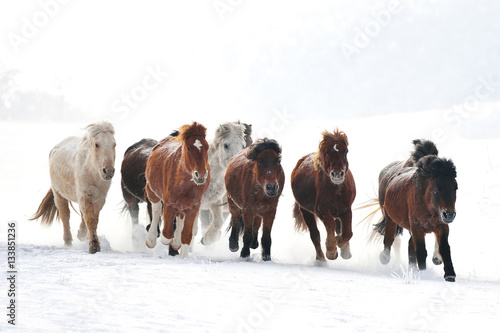 horse racing, horse race on the snow, china 