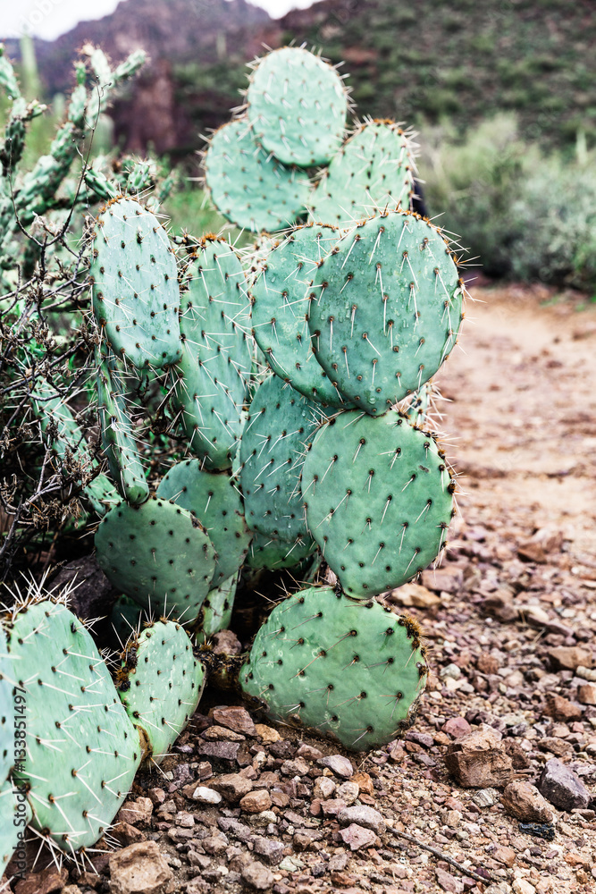 Prickly pear cactus in the desert of Arizona, USA Prickly pear cactus in the desert of Arizona, USA