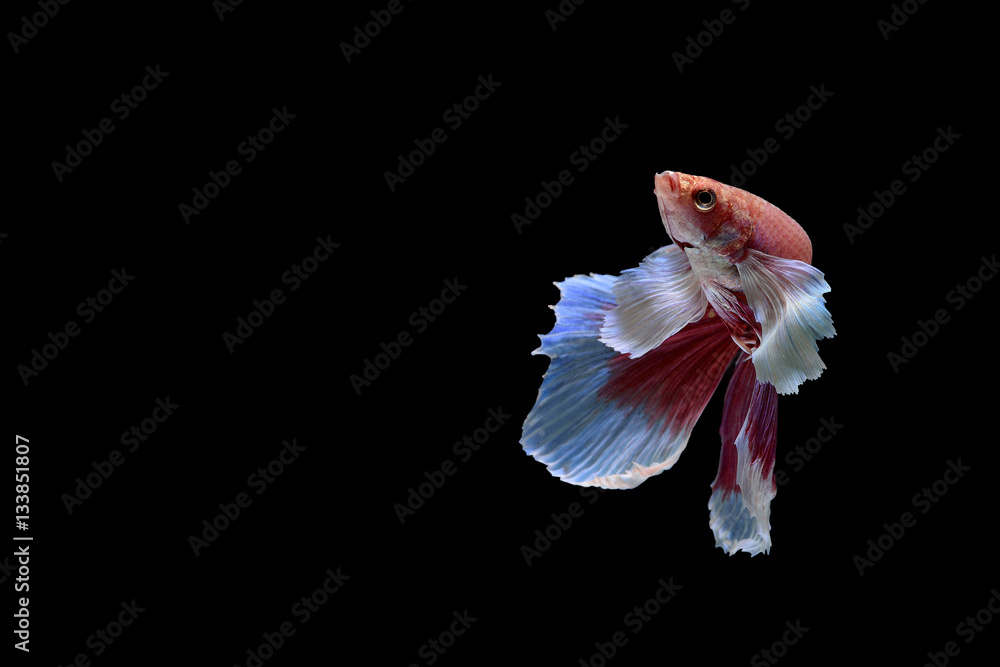 Siamese fighting fish Siamese fighting fish