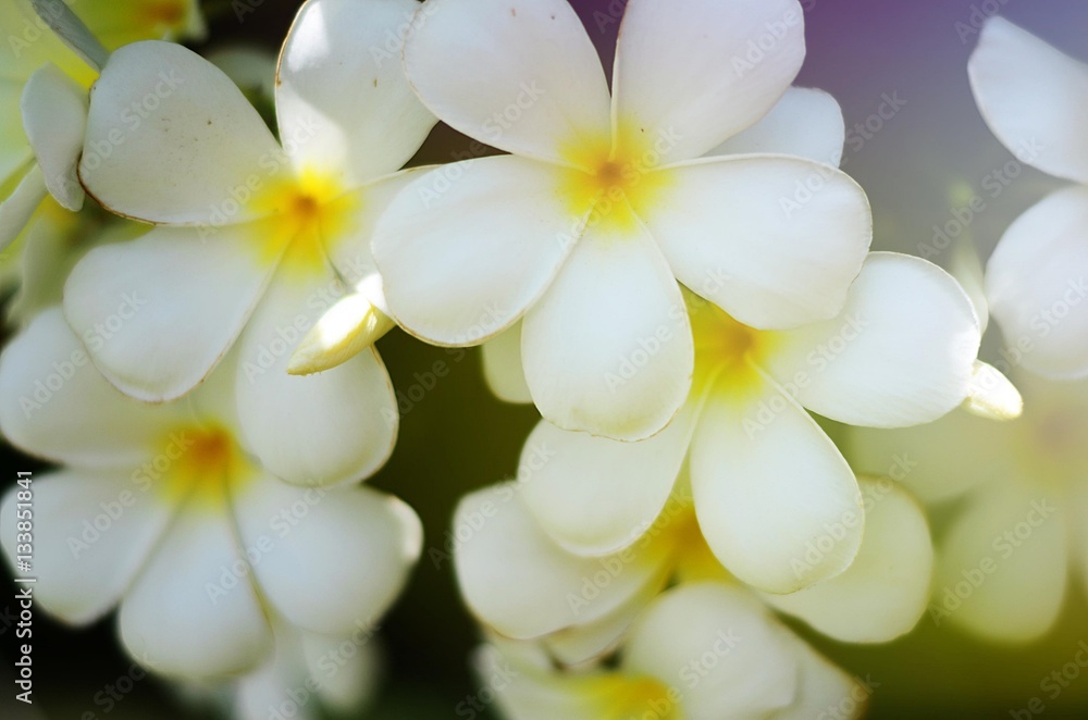 Obraz premium white blooming plumeria flower