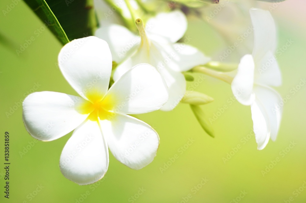Naklejka premium white blooming plumeria flower