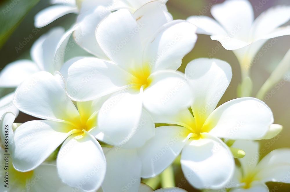 white blooming plumeria flower