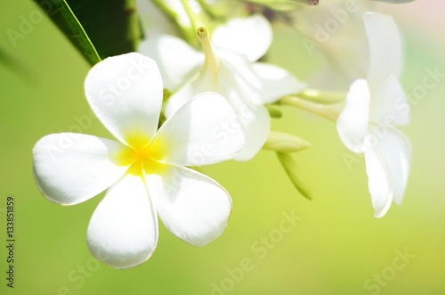 white blooming plumeria flower © chatgunner
