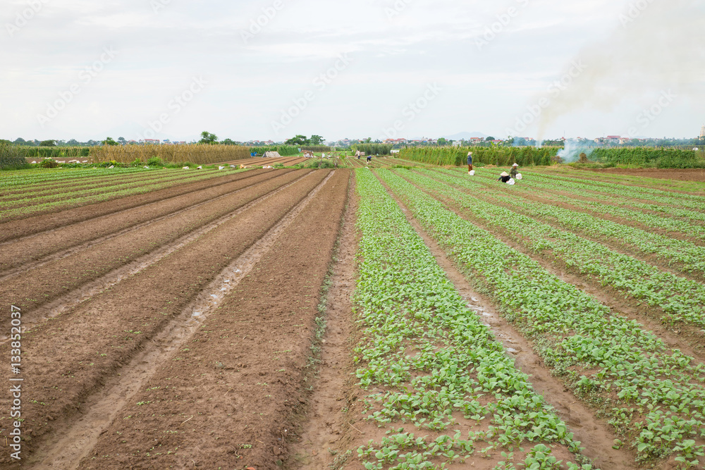 Vegetable plots on agriculture field in suburbs of Hanoi, Vietnam