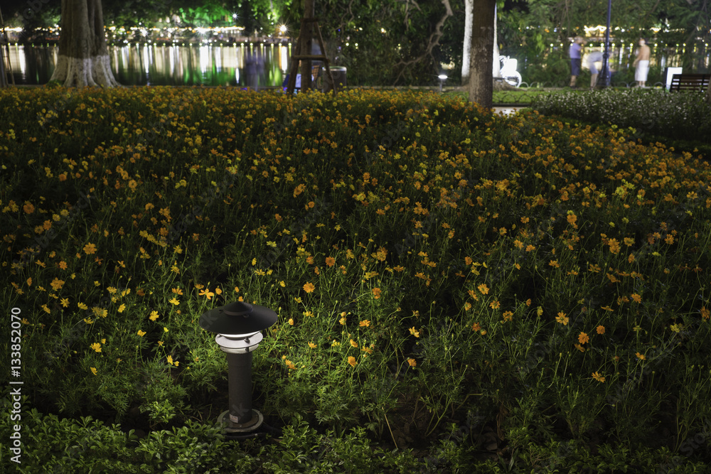 Small Garden Lamp on surrounded yellow daisy flowers - obrazy, fototapety, plakaty 