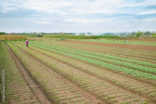 Vegetable plots on agriculture field in suburbs of Hanoi  Vietnam