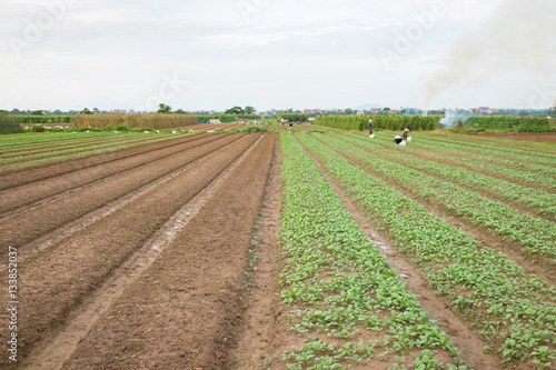 Vegetable plots on agriculture field in suburbs of Hanoi  Vietnam