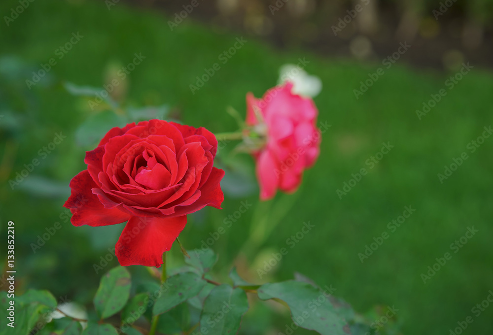 A bunch of red roses in the garden A bunch of red roses in the garden