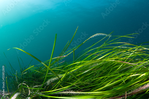 Colorful coldwater reef with green algae