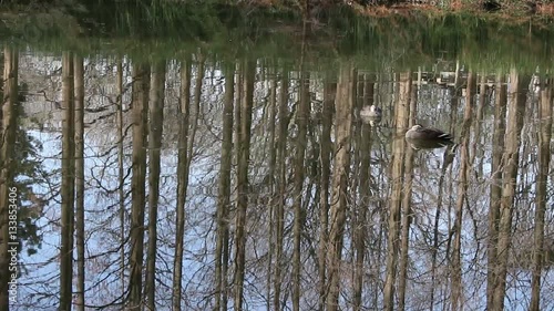 池の水面に映る木々