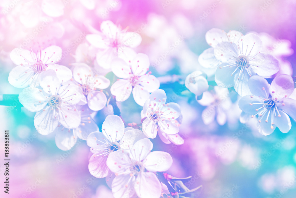 Blossoming branch apple. Bright colorful spring flowers Blossoming branch apple. Bright colorful spring flowers