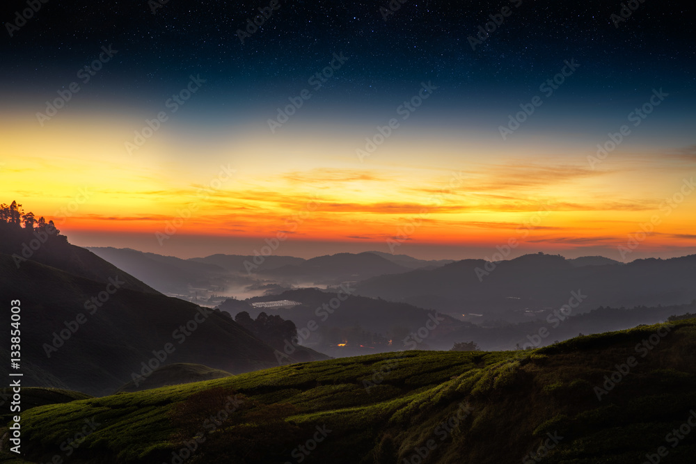 Obraz premium Tea plantation before sunrise, Cameron highlands, Malaysia