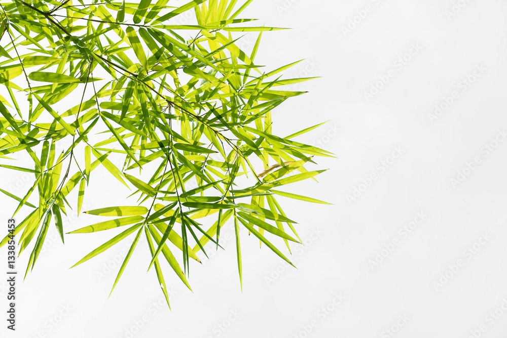 Fototapeta premium Bamboo leaves