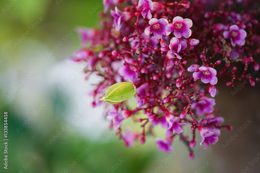 Obraz premium Star fruit flower macro