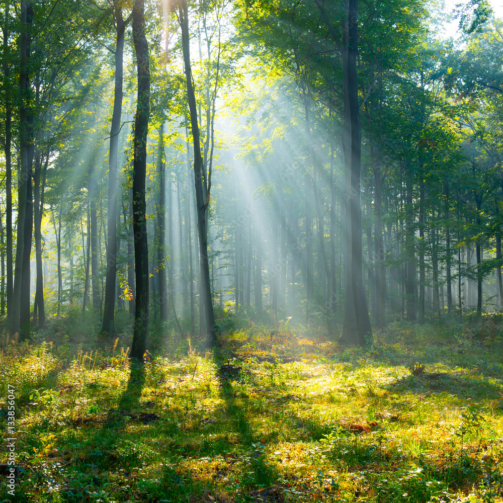 Obraz premium Poranek w lesie