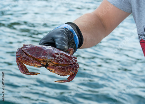 Catching crab