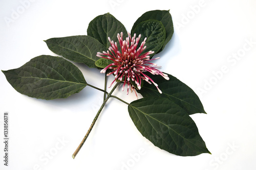 Clerodendrum starburst flower isolated on white background photo