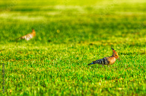 Woodpecker on the grass photo