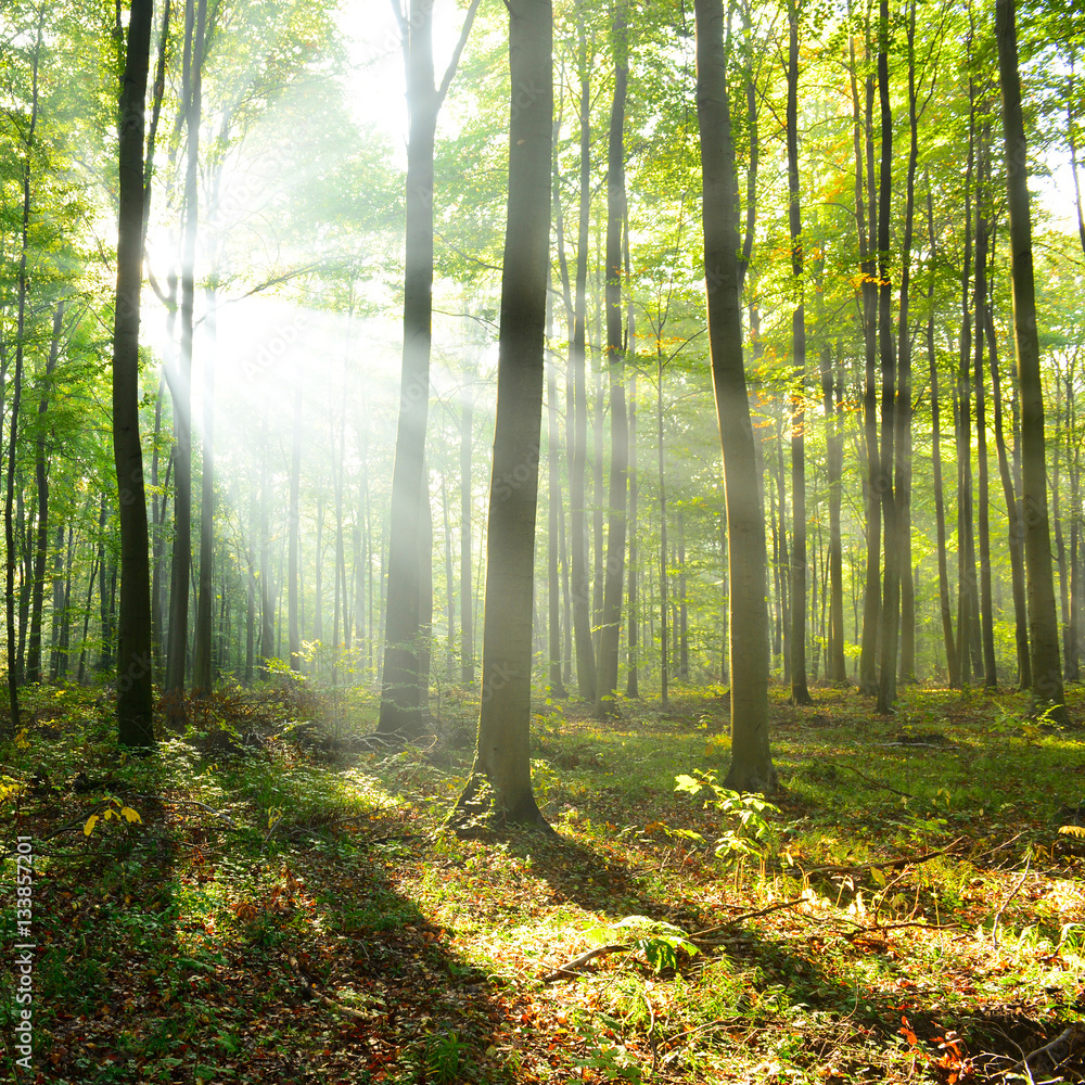 Obraz premium Morning in the forest