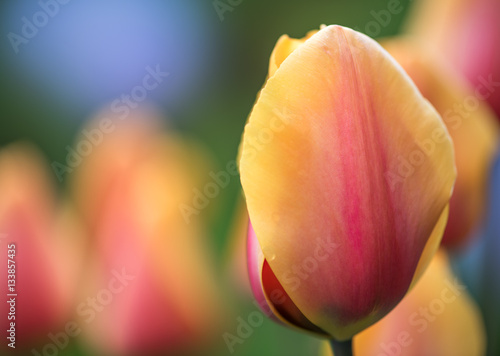 Solitary tulip