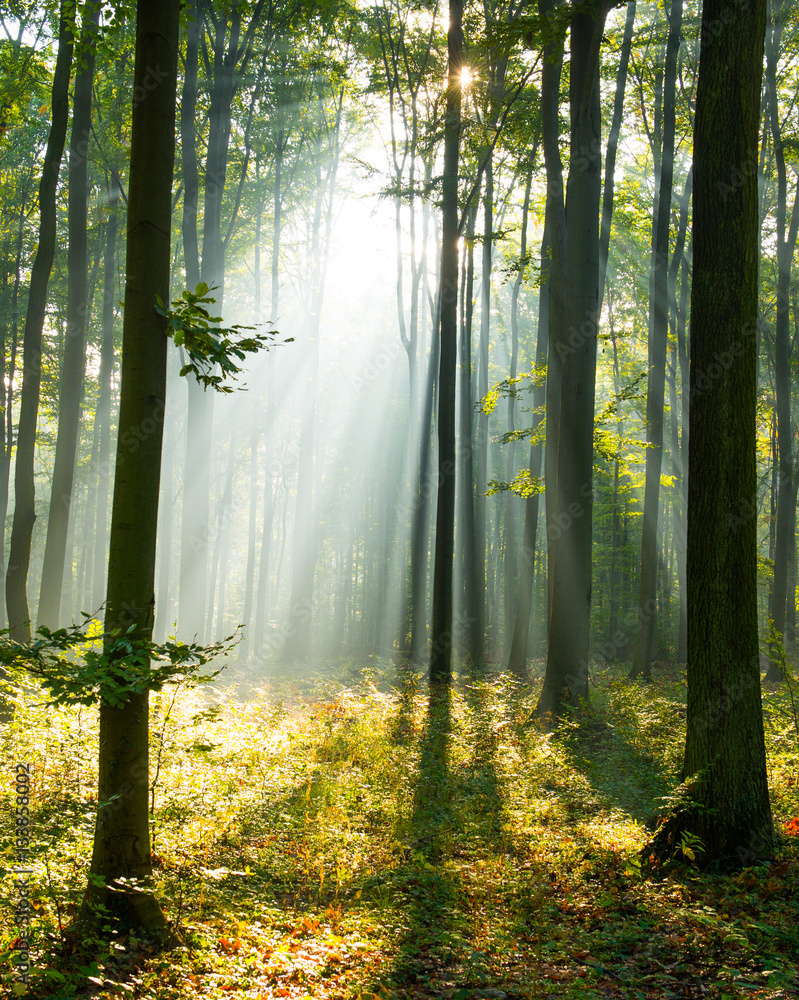 Obraz premium Morning in the forest