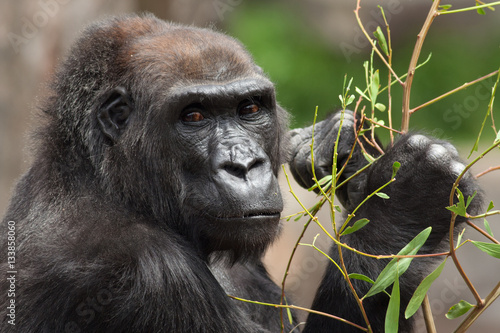Lowland Gorilla Looking at the Camera
