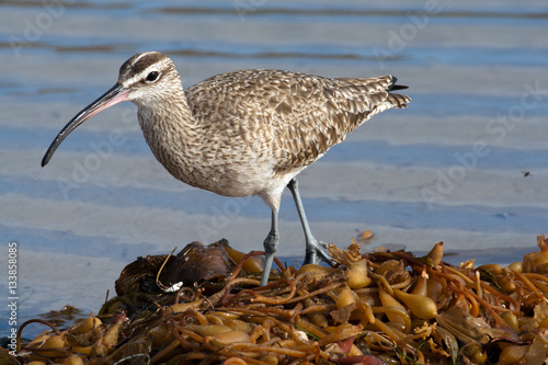 Whimbrel Foraging on the Coast