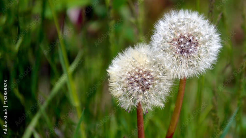 Nature Flowers Nature Flowers
