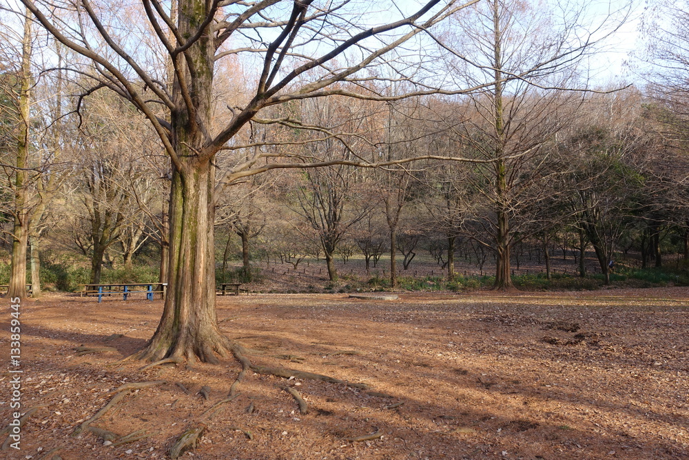 Naklejka premium 秋の公園