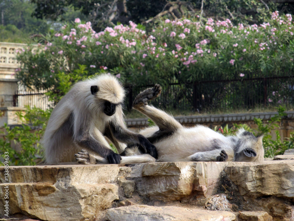 Obraz premium Rajasthan's Wildlife