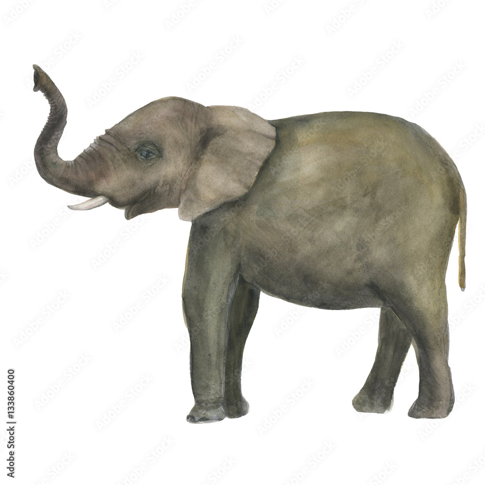 WAtercolor painting Elephant isolated on white