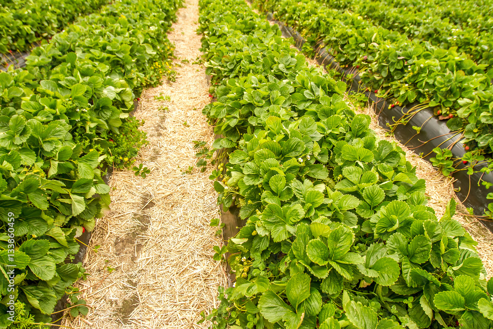 Strawberry fruit grows in the plantation Strawberry fruit grows in the plantation