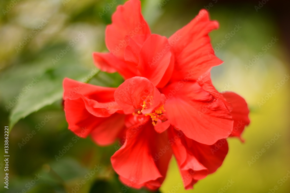 Red flower.