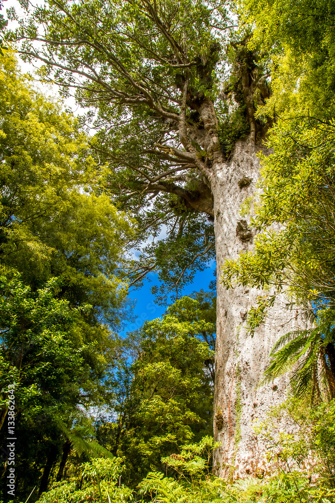 Fototapeta premium Kauri trees at the North Island of New Zealand