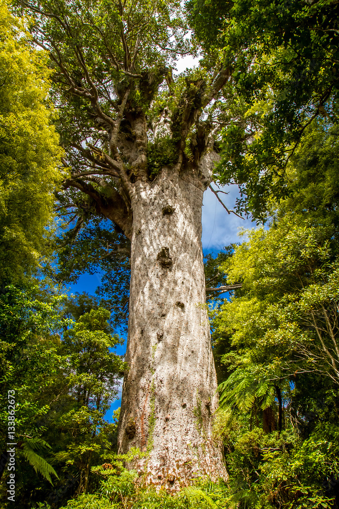 Fototapeta premium Kauri trees at the North Island of New Zealand