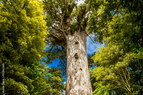 Kauri trees at the North Island of New Zealand photo