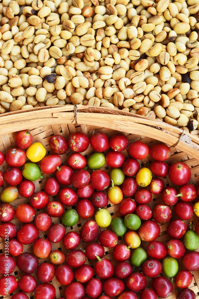 Coffee beans and fresh berries beans background Coffee beans and fresh berries beans background
