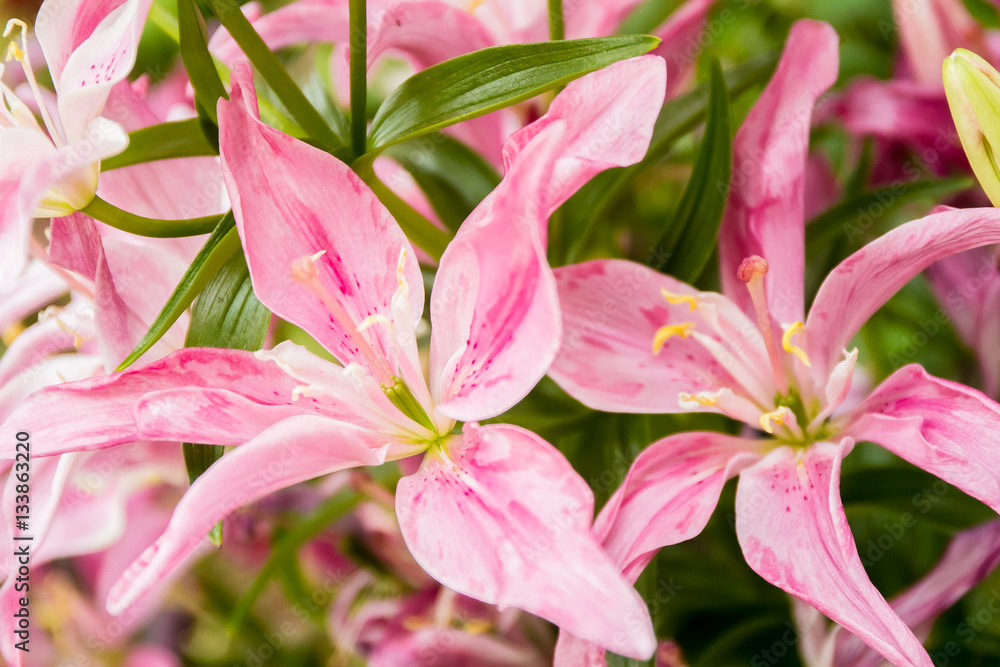 lily flower on natural background