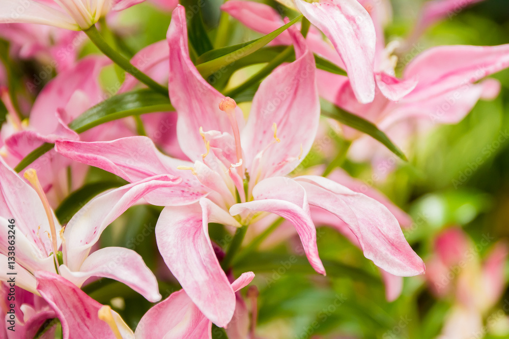 Obraz premium lily flower on natural background