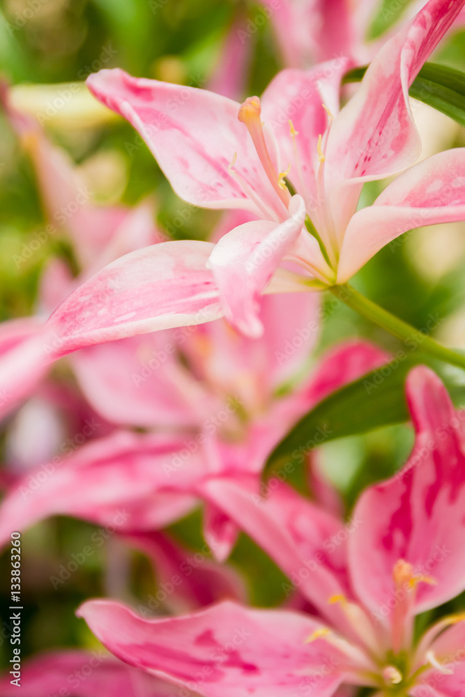 lily flower on natural background lily flower on natural background