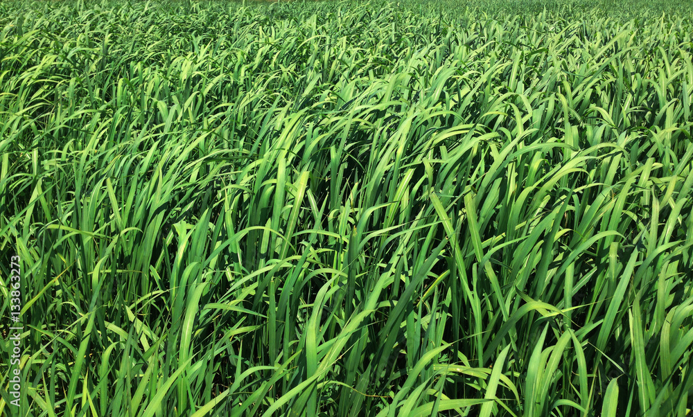 green reeds in nature green reeds in nature