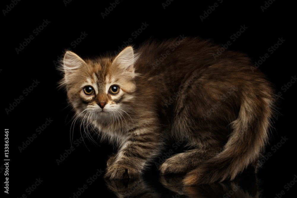 Crafty Brown Siberian kitty Crouch and looking camera on isolated black background with reflection, side view on furry tail