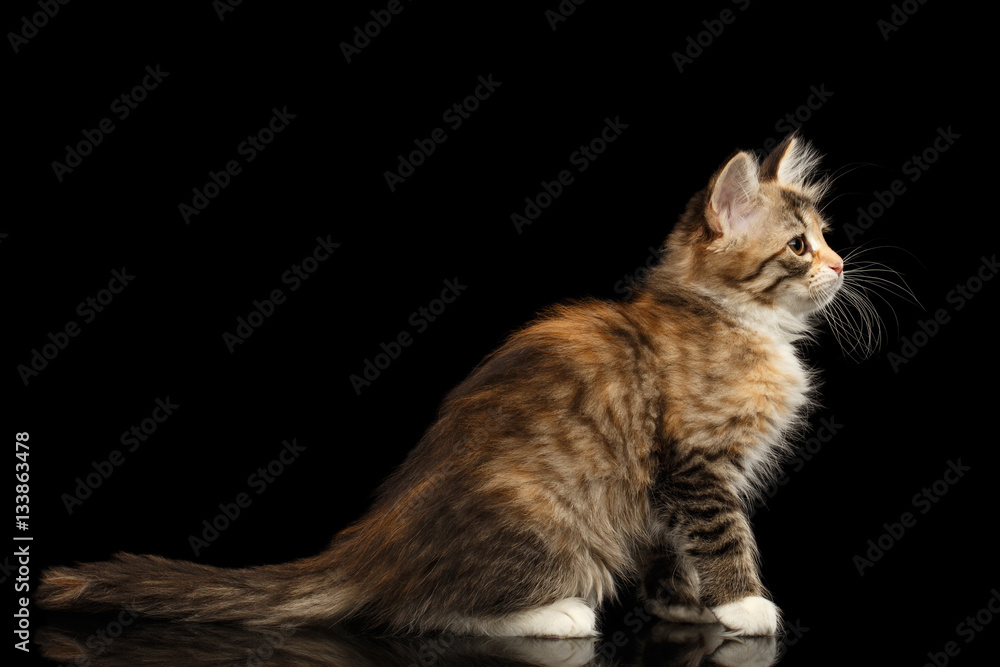 Ginger Tabby Siberian kitty sitting on isolated black background with reflection, side view