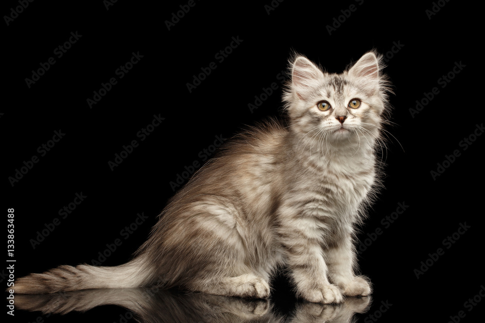 Obraz premium Silver Tabby Siberian kitty with furry coat sitting on isolated black background with reflection, side view
