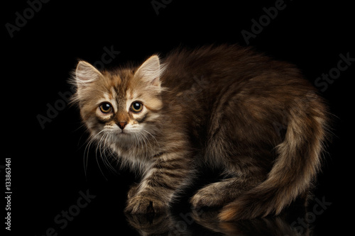 Crafty Brown Siberian kitty Crouch and looking camera on isolated black background with reflection, side view on furry tail