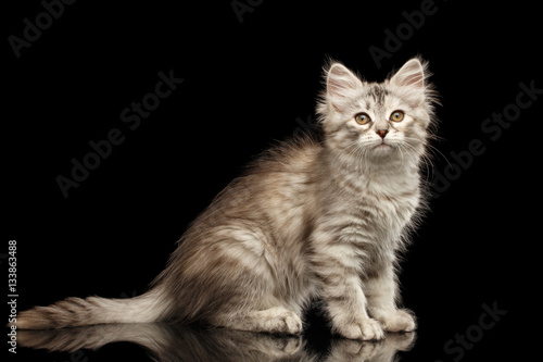 Silver Tabby Siberian kitty with furry coat sitting on isolated black background with reflection, side view © seregraff