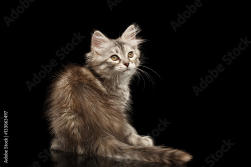 Silver Tabby Siberian kitty with furry coat sitting and looking up on isolated black background with reflection, back view © seregraff