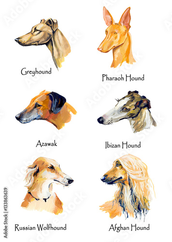 Hounds. Portrait. Gouache hand drawn illustration.