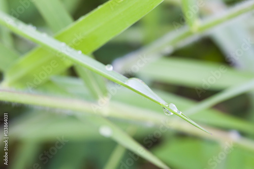 Dew drop on the grass